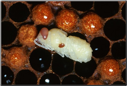 varroa mite on larva